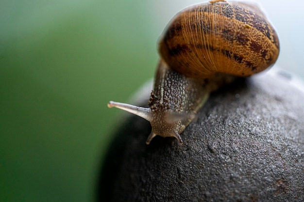 Closeup shot of a cute snail on the stone