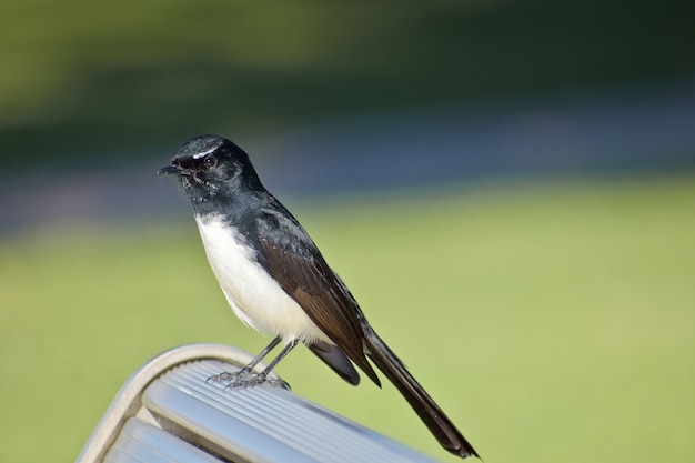 Closeup shot of a cute willie wagtail bird perched on a bench