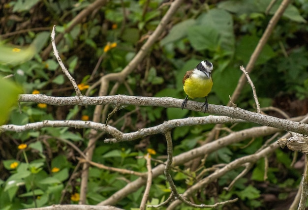 Closeup shot of a cute Yellow-bellied tit sitting on a tree branch