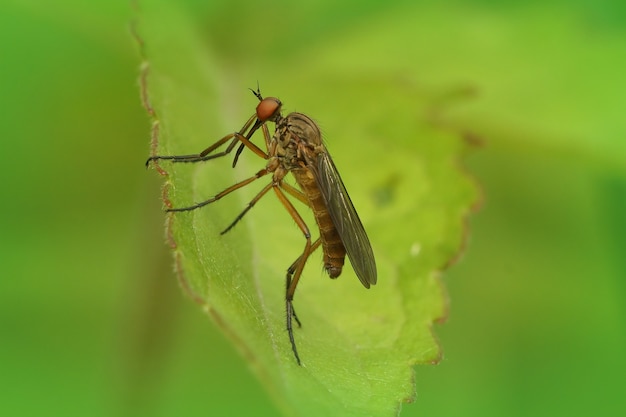 Крупным планом вид танцевальных мух, empis livida на зеленой поверхности