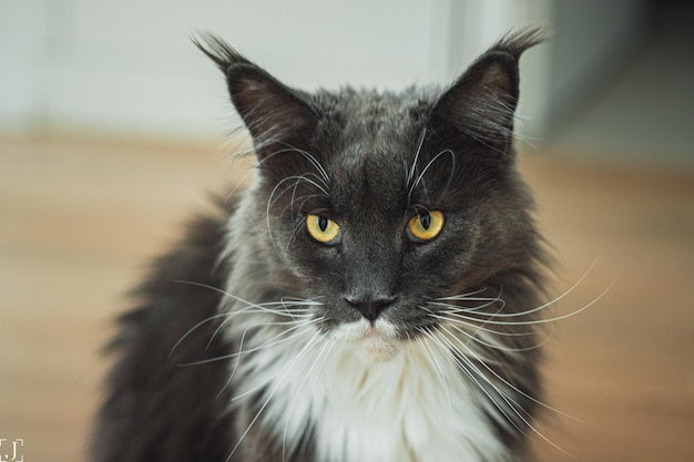 Closeup shot of a dark cat