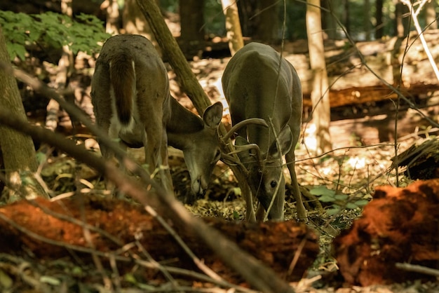 Closeup shot of a deer in the forest