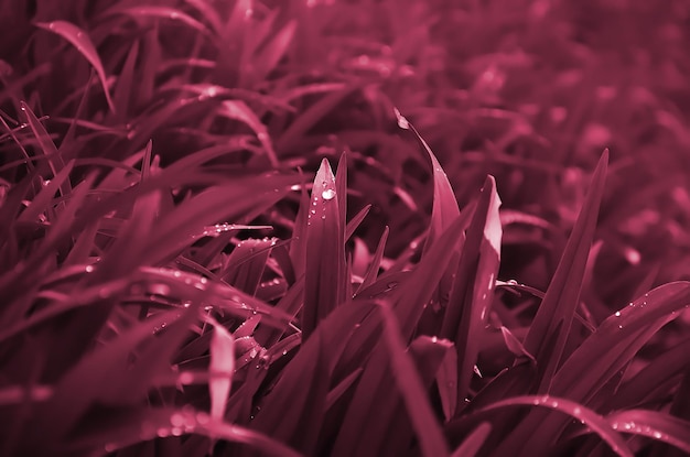 Closeup shot of dense grassy stems with dew drops Image toned in Viva Magenta color of the 2023 year