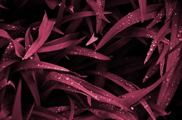 Closeup shot of dense grassy stems with dew drops image toned in viva magenta color of the  year