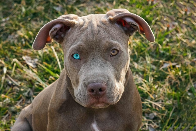 Closeup shot of dog heterochromia of eyes