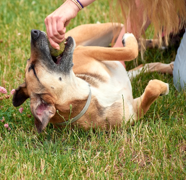 女性と遊ぶ犬のクローズアップショット