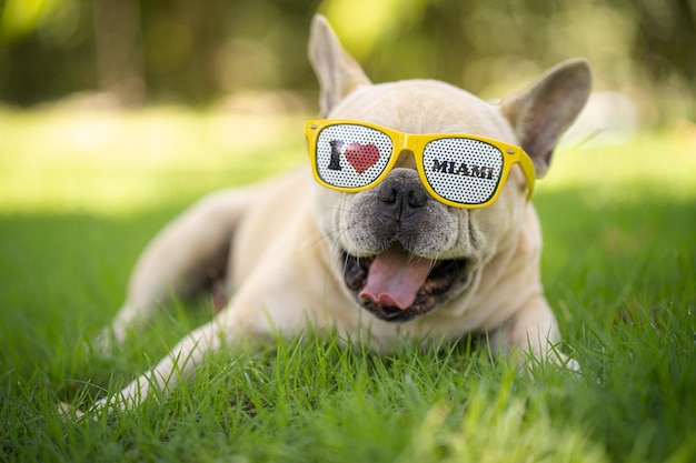 Closeup shot of a dog with sunglasses on a green grass