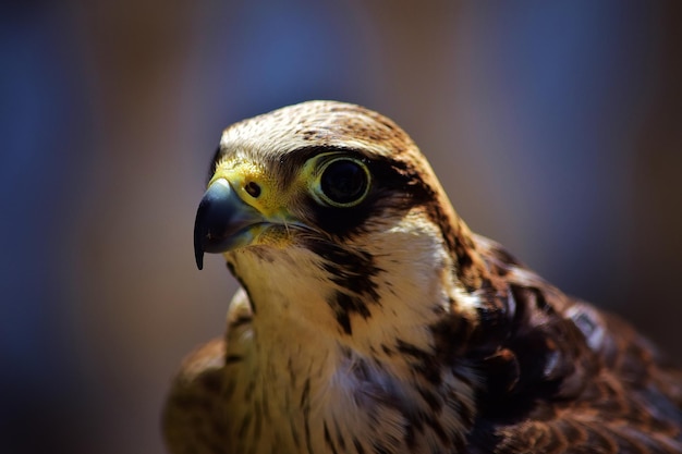 Colpo del primo piano di un falco marrone addomesticato