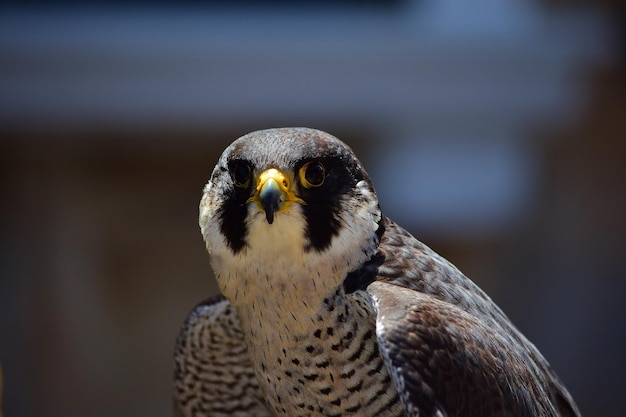 Closeup shot of a domesticated Peregrine falcon