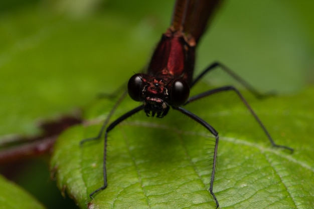 Closeup shot of a dragonfly on a leaf