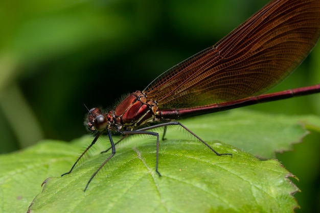 Closeup shot of a dragonfly on a leaf