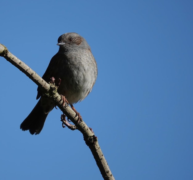 Closeup shot of a dunnock bird perched on a branch