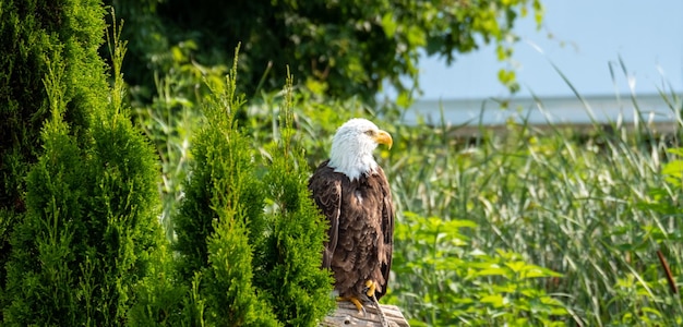 Closeup shot of an eagle in a field during the day