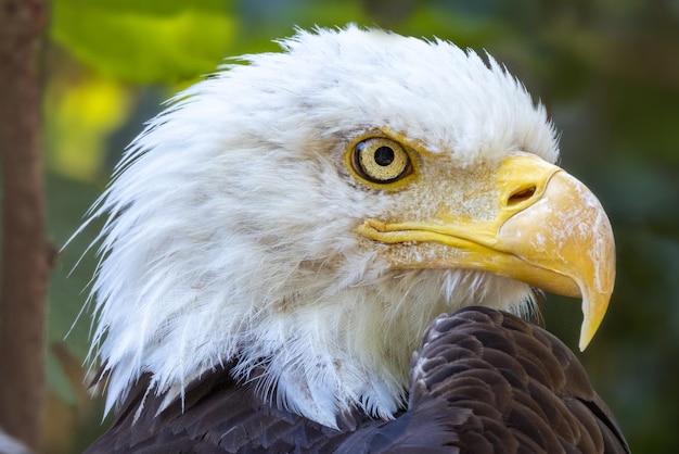 Closeup shot of an eagle's face against a blurred background