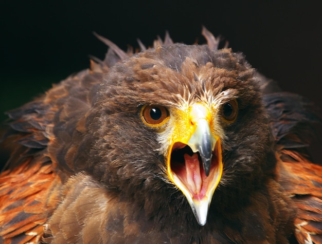 Closeup shot of an eagle