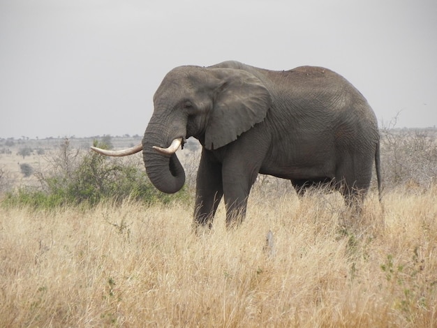 Closeup shot of an elephant in open field with dried glass