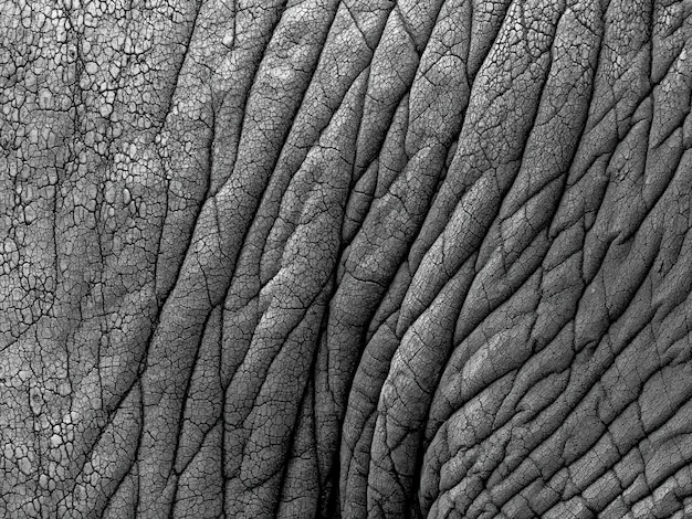 Photo closeup shot of an elephant skin