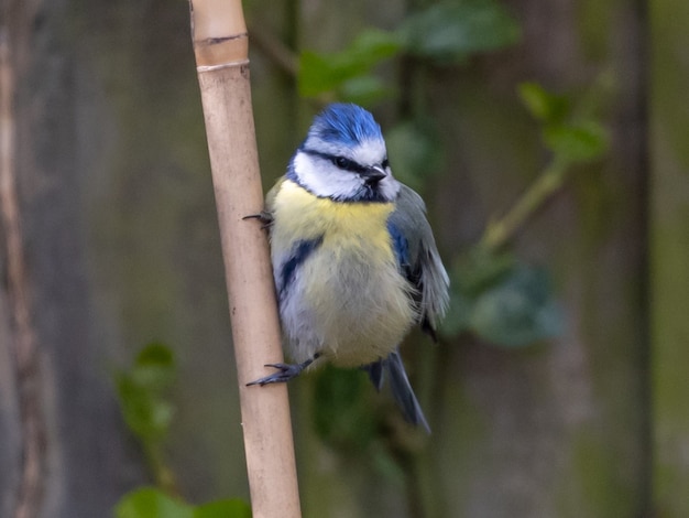 Photo closeup shot of a eurasian blue tit perched on a tree branch