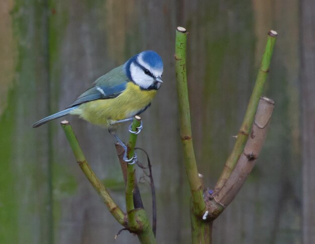 Closeup shot of Eurasian blue tit