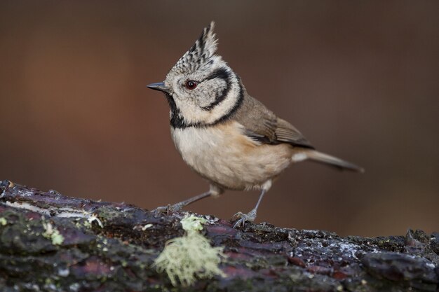 Closeup shot of a European crested tit perched on a wooden stump in a forest