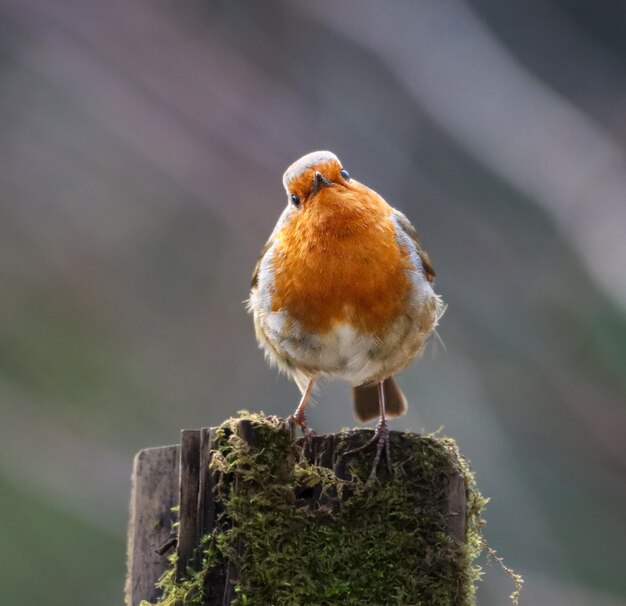 Photo closeup shot of a european robin perched on a pole covered in moss