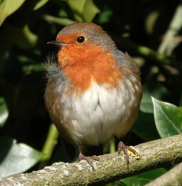 Closeup shot of a European Robin