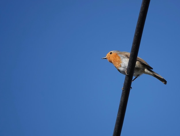 Closeup shot of a european robin