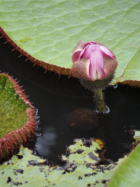 Closeup shot of Euryale Ferox plant