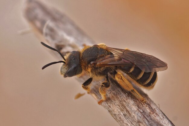 Primo piano di una femmina halictus quadricintctus appollaiata su una superficie di legno