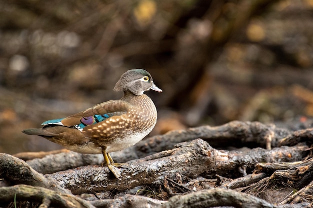 Closeup shot of a female wood duck Aix sponsa Bow Park Victoria BC Canada