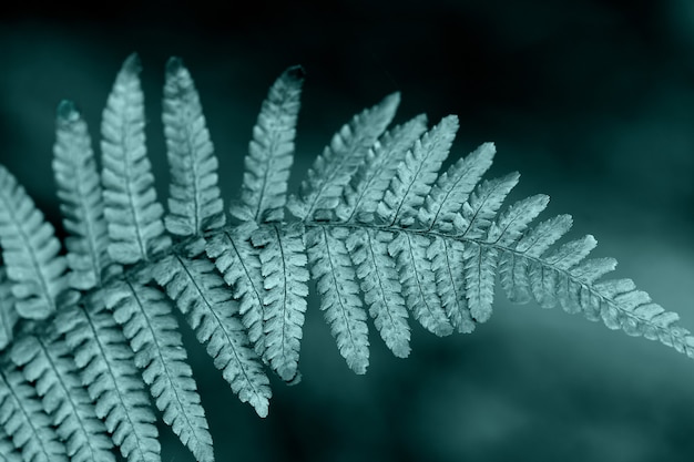 Closeup shot of fern leaf. Fern leaves with water drops close up. Tidewater green color