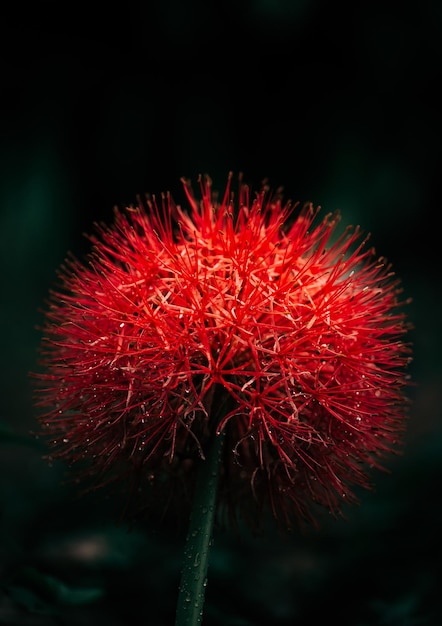 Closeup shot of fireball lilies or blood lilies or the beautiful scarlet wildflowers found