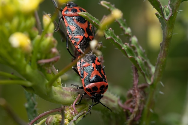 A closeup shot of a firebug perched on a green leaf