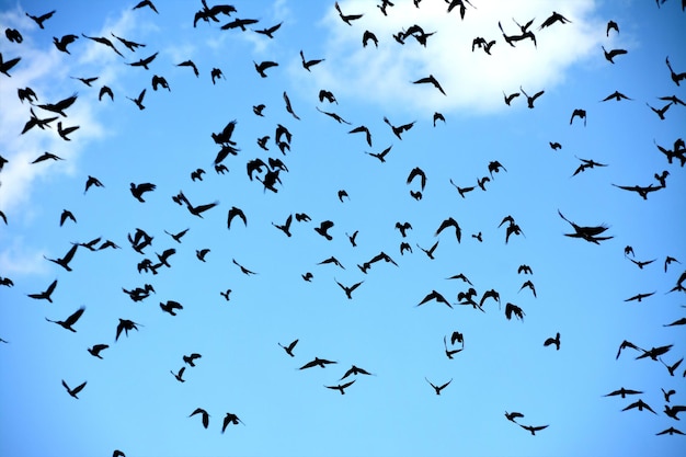 空を飛んでいる鳥の群れのクローズ アップ ショット