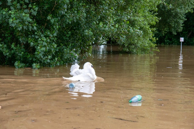 Photo closeup shot of a flood flotsam under a stormy weather