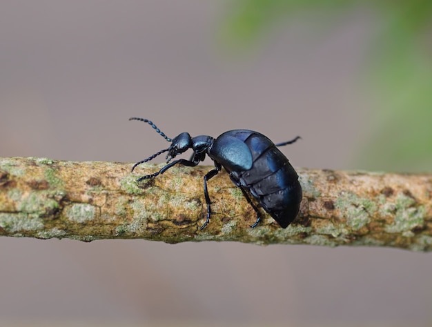 Closeup shot of a flower beetles