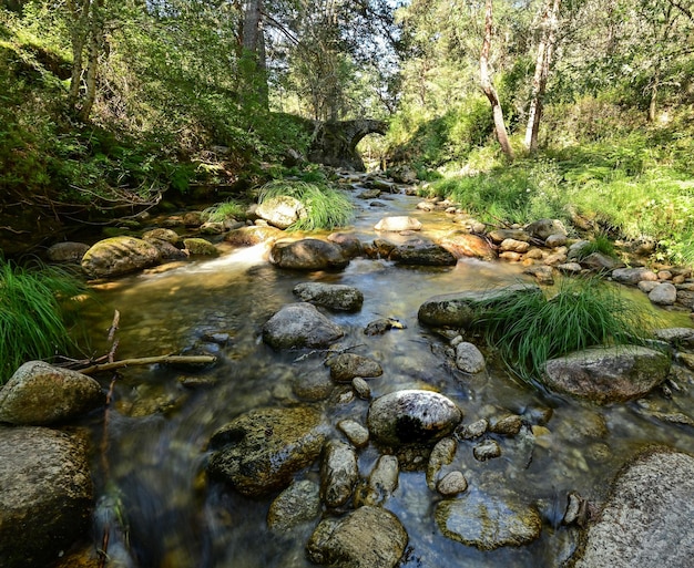 Closeup shot of a flowing river through the forest