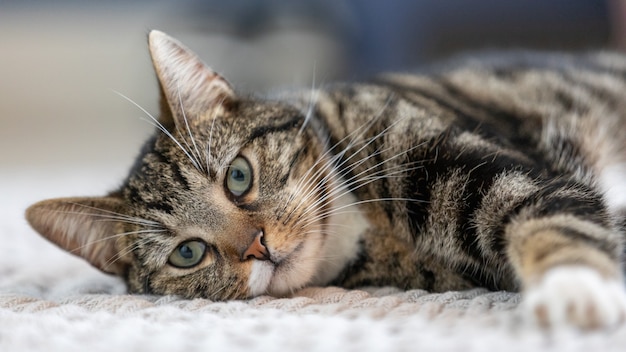 Colpo del primo piano di un gattino a strisce lanuginoso che si trova sul letto