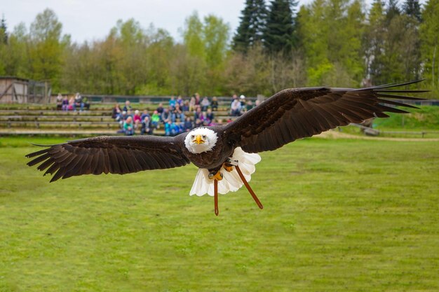 Closeup shot of a flying bald eagle