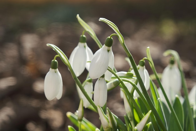 Closeup shot of fresh early snowdrops or common snowdrops galanthus nivalis