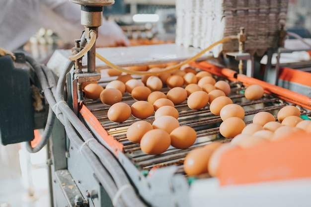 Closeup shot of fresh eggs in a factory