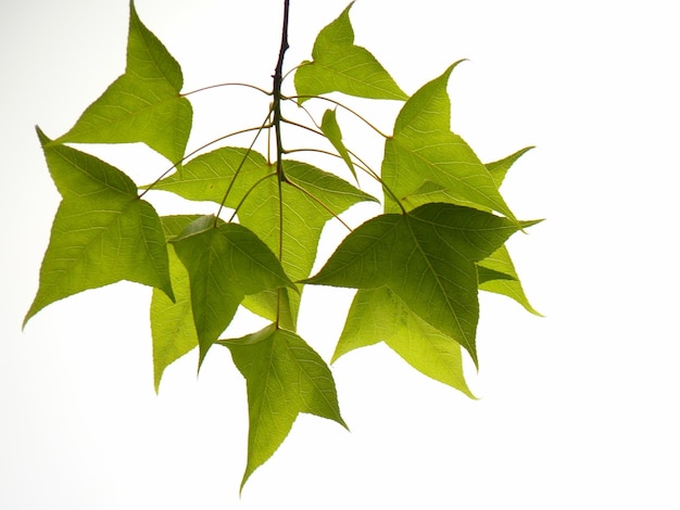 Близкий взгляд на свежую листья китайского растения сладкой жевательной резины на белом фоне