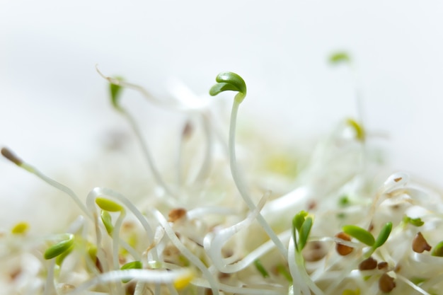 A closeup shot of fresh and raw alfalfa sprouts