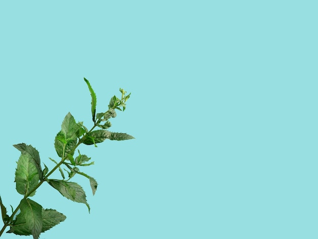 Closeup shot of a fresh spearmint on blue background