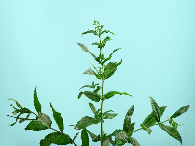 Closeup shot of a fresh spearmint on blue background