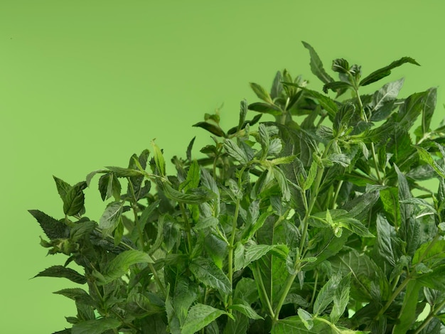 Closeup shot of a fresh spearmint on lime background