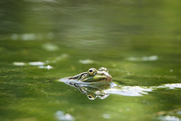 Closeup shot of a frog in the green water. Frog swimming in the sea