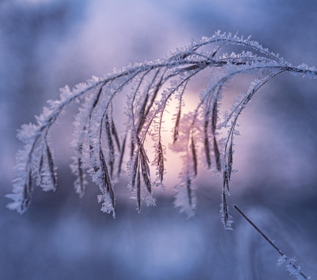 Closeup shot of a frozen grass covered in white snow in winter