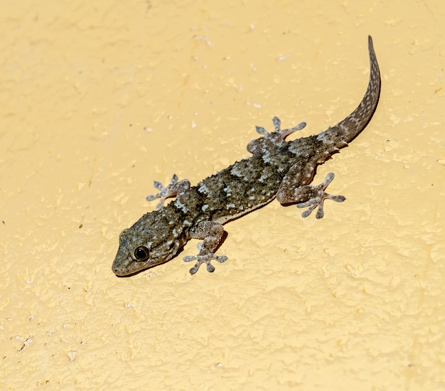 Closeup shot of a gecko lizard standing on a textured yellow surface