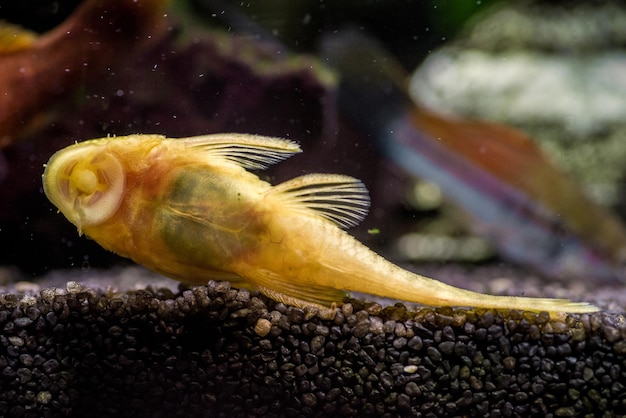 Closeup shot of a Gold Ancistrus albino in a freshwater aquarium